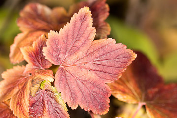 autumn leaf. close-up