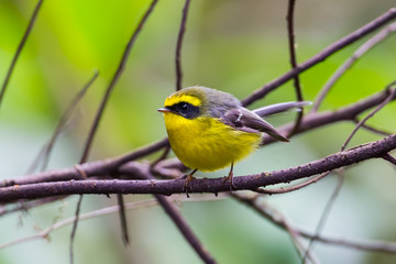 Yellow-bellied Fantail (Chelidorhynx hypoxantha) on the branch