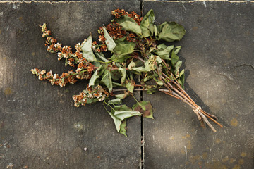 Faded lilac flowers at the cemetery.