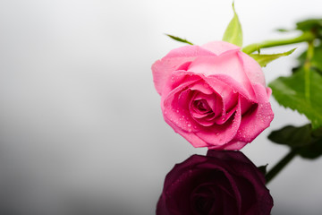 close up shot of beautiful pink rose on dark background