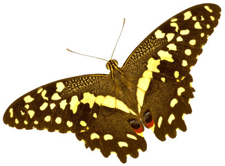 papillon