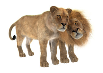 Obraz na płótnie Canvas Lions in Love