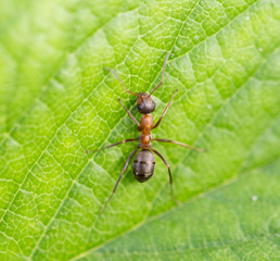 Bullet ant in the Jungle of amazonas river