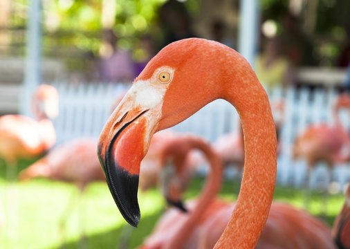 Fototapeta Pink Flamingo