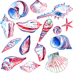 set of line drawing shells