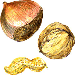 nuts, drawn with colored pencils