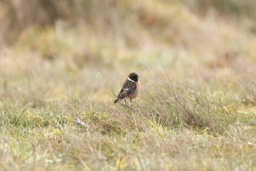 Obraz premium Tarabilla común. Saxicola torquata.
