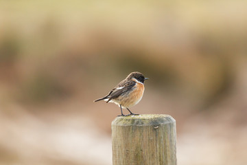 Tarabilla común. Saxicola torquata.