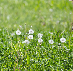 dandelion in nature