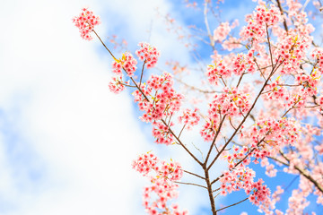 Wild Himalayan Cherry spring blossom