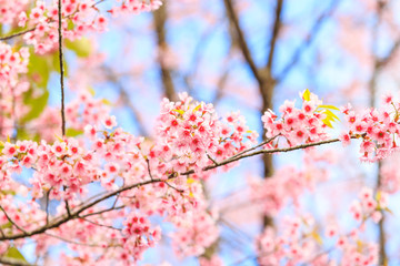 Wild Himalayan Cherry spring blossom