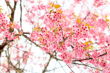 Wild Himalayan Cherry spring blossom on white background