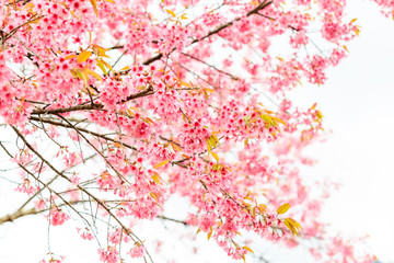 Wild Himalayan Cherry spring blossom on white background