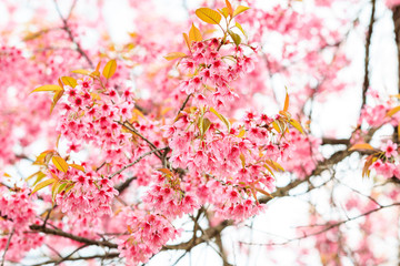 Wild Himalayan Cherry spring blossom on white background