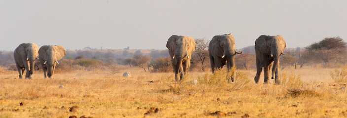 Elephants walking