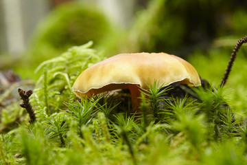 Pilz auf einem bemoosten Waldboden