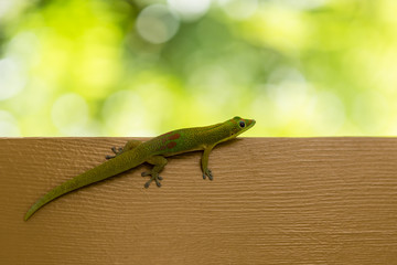 beautiful small green lizard on brown desk