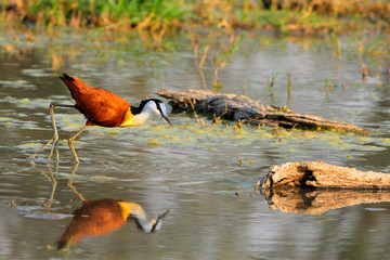 African jacana in the water