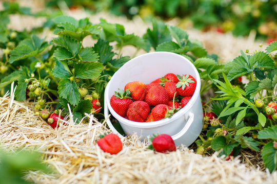 Bucket with fresh ripe strawberries standing on  farm