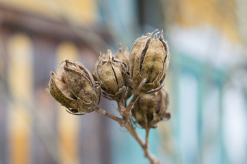 Dry plant in garden after winter