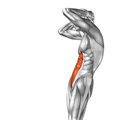 Conceptual 3D anatomy muscle isolated