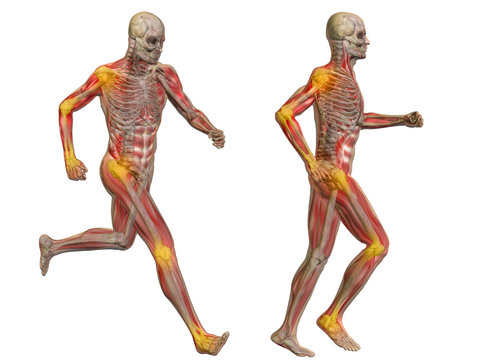 3D human man pain anatomy isolated