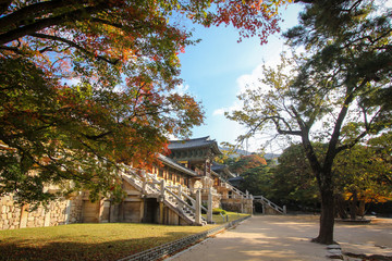 Obraz premium Bulguksa temple during autumn season in Gyeongju Korea