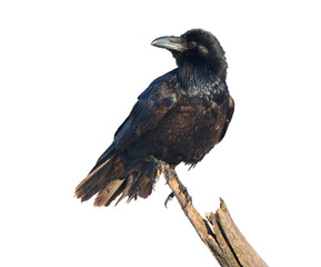 Common Raven on white