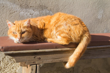 Gatto europeo dorme sulla panchina