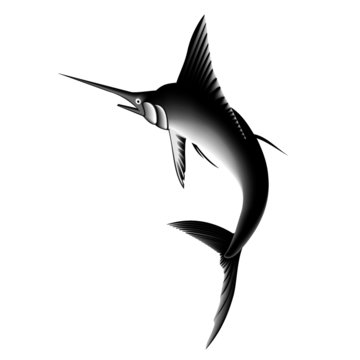 Black Marlin