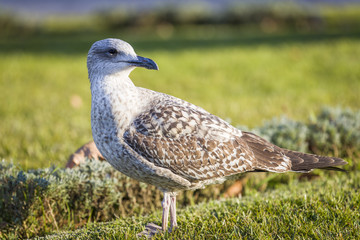 Seagull 12