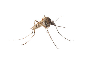 Macro of mosquito isolated on white