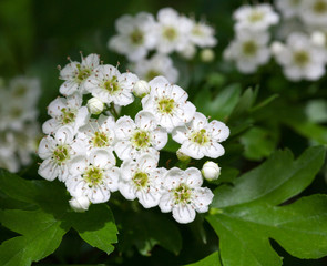 White mayblossom inflorescence