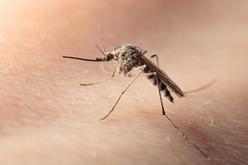 Macro of bloodsucker mosquito on human skin