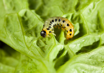 Caterpillar on lettuce leaf background