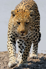Male leopard