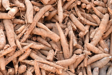 Many cassavas for sell in the market, Closeup detail