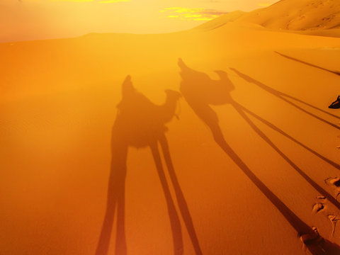 Desert landscape with camel shadow.