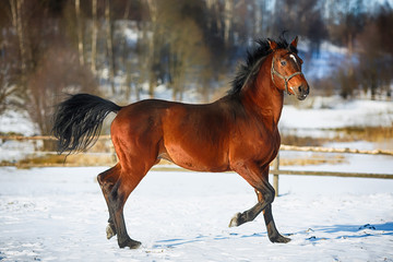 Fototapeta na wymiar Running browny horse