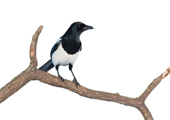 Fototapeta premium Eurasian magpie on white