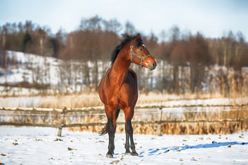 Bay horse in winter