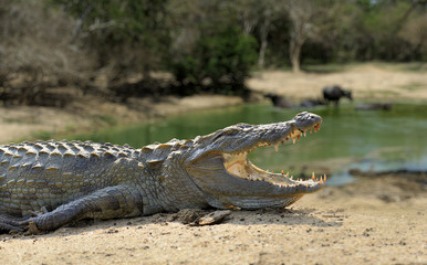 Crocodile