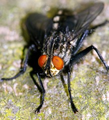 closeup of fly