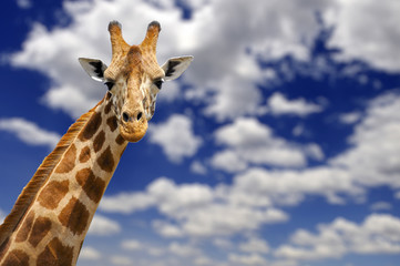 Giraffe