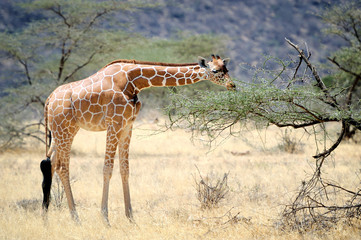 Obraz na płótnie Canvas Giraffe