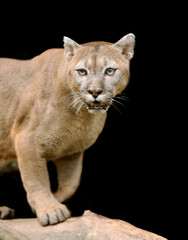 Obraz premium Cougar