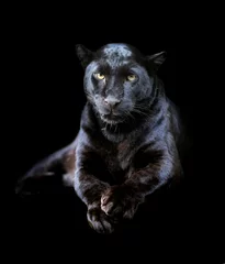 Foto op Plexiglas Panter Zwarte luipaard