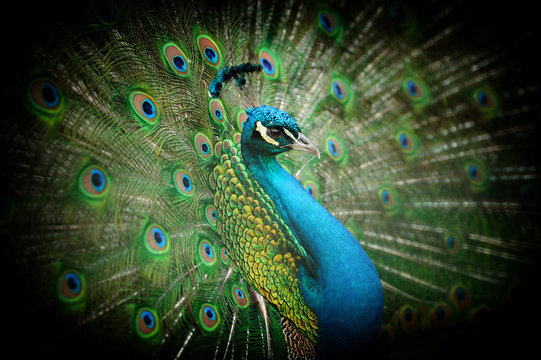 Fototapeta Portrait of beautiful peacock