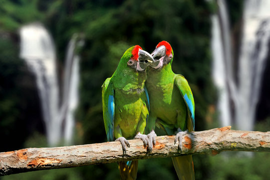 Parrot against tropical waterfall background