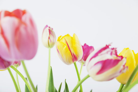 Bunte Tulpen vor weißem Hintergund